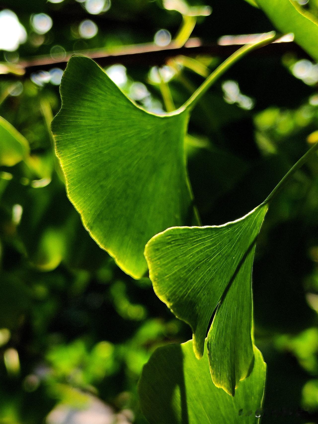 周末，重庆很难得阳光明媚，我到社区公园晒太阳，公园里一排银杏树，阳光透过枝叶的缝