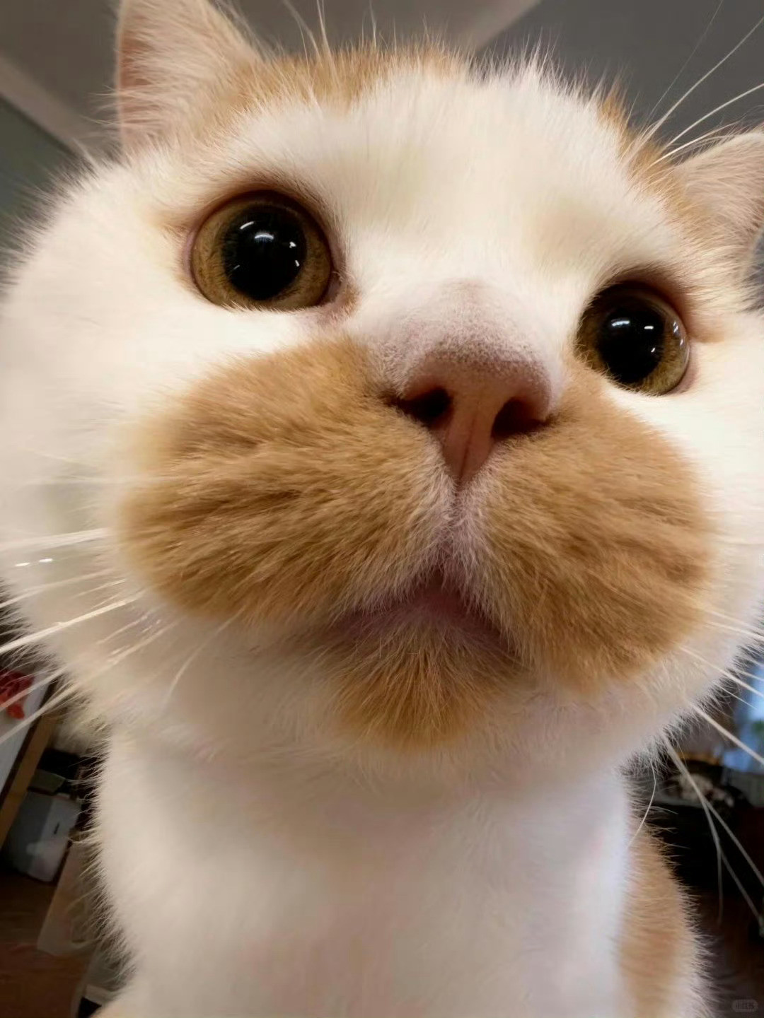 猫咪：过来让我亲一口