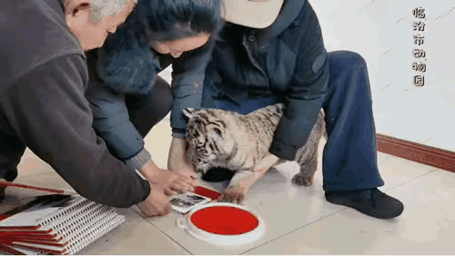 虎掌印居然是真的，被虎宝宝按过台历的价格一定会飙升。​网友评论：​老虎：身为