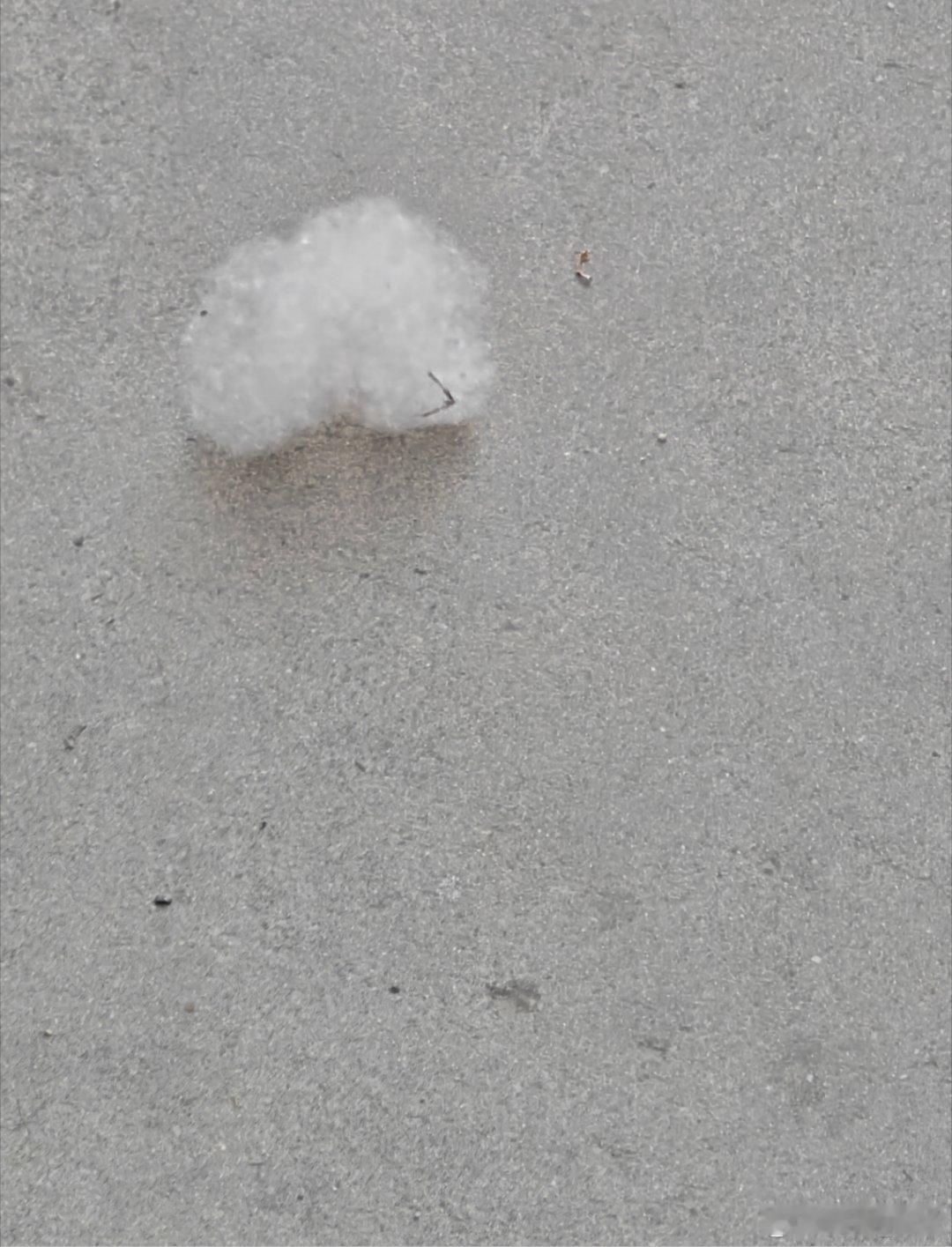 官方回应为什么不能把杨柳树都砍了现在又到了杨、柳絮满天飞的季节，说实话确实挺烦人