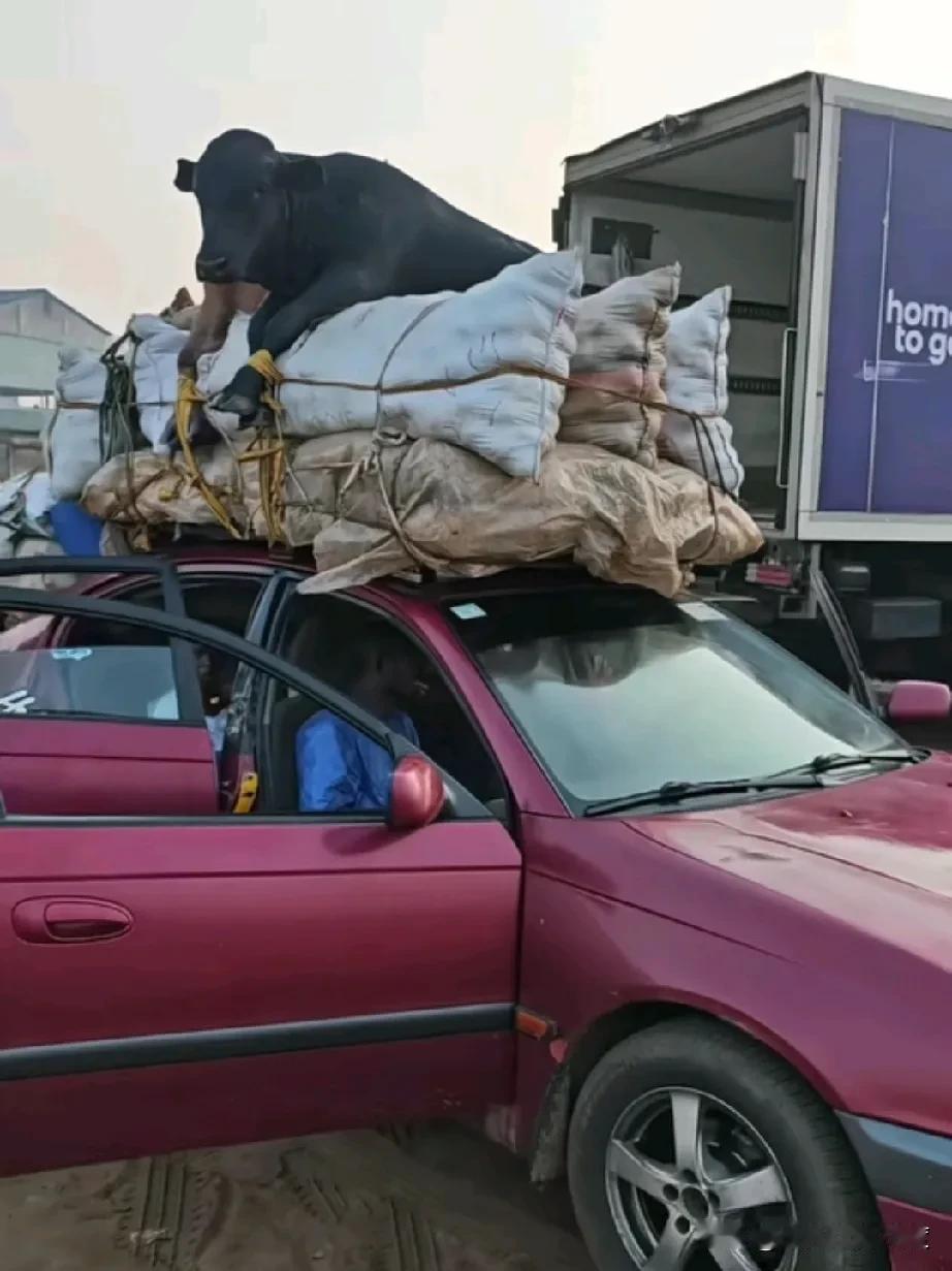 还得说非洲兄弟真行啊，这小轿车买得太划算了，不仅能载人，还能拉货，甚至能拉牲畜。