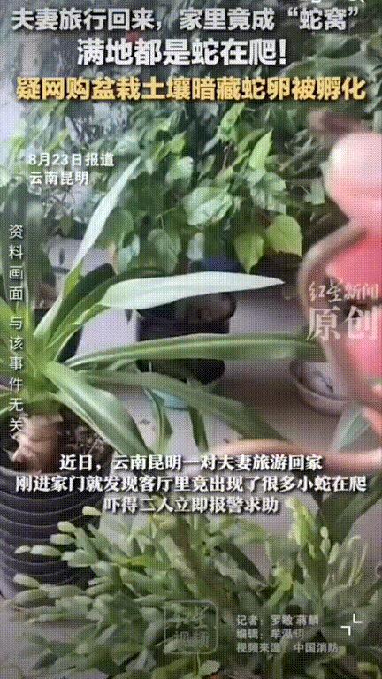太吓人了！云南昆明，男子网购盆栽摆放家中后和妻子一起出门旅游一周，结果回来后刚进