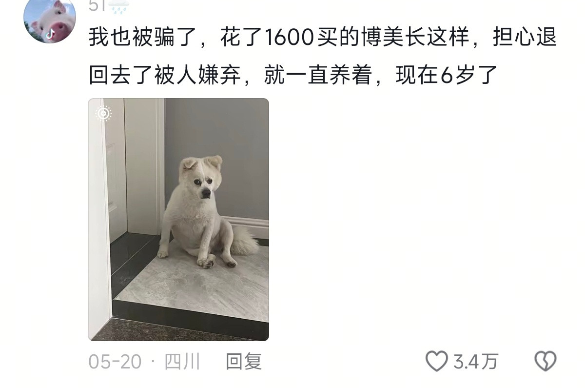 网友买狗被坑，货不对版[笑着哭]​​​