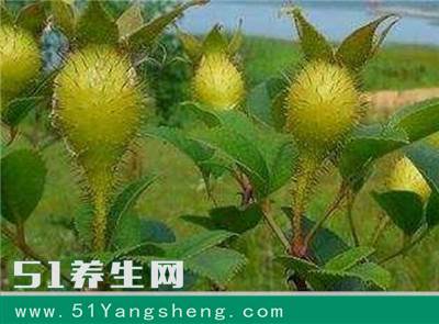 它浑身是刺, 被称为“维C之王”, 农村孩子都见过