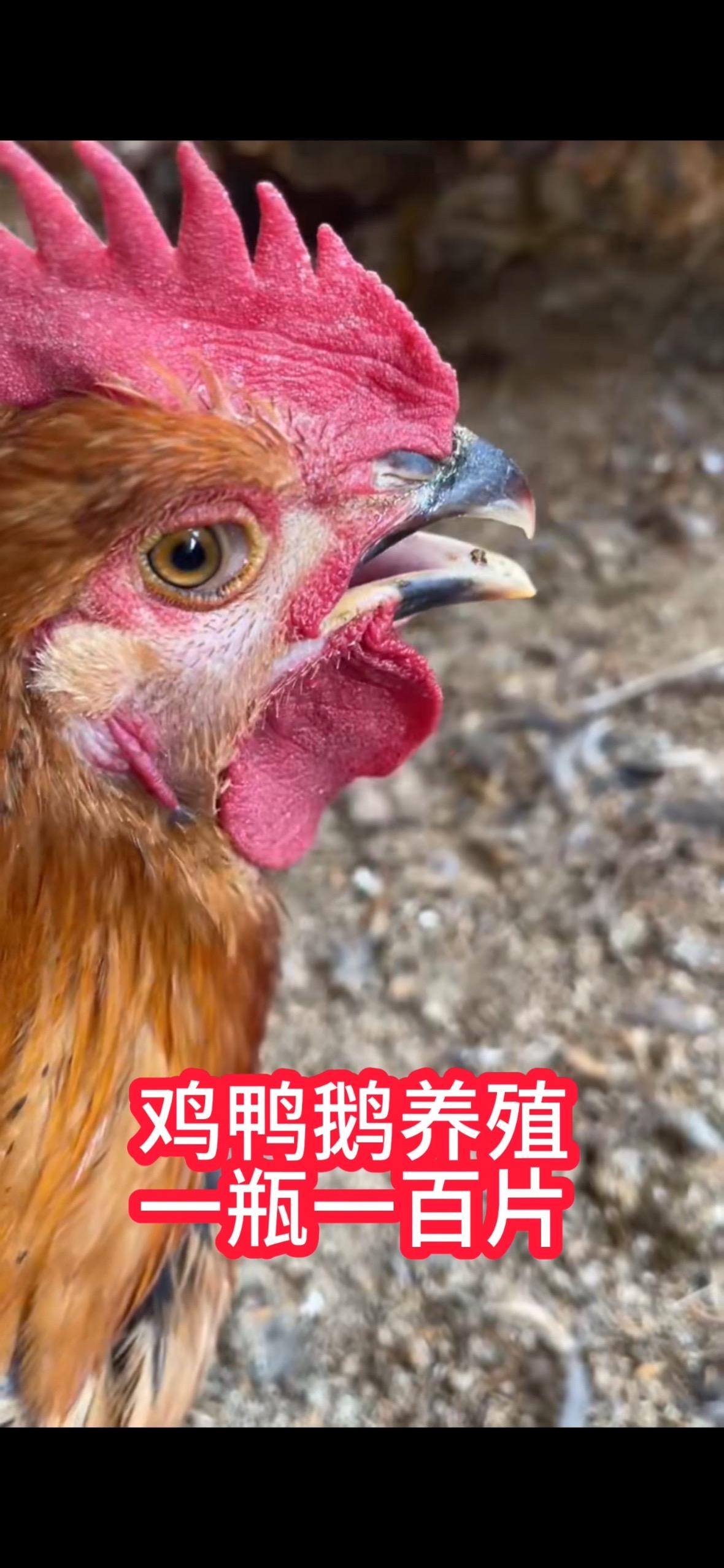 鸡鸭鹅养殖鸡鸭鹅养殖鸡鸭鹅