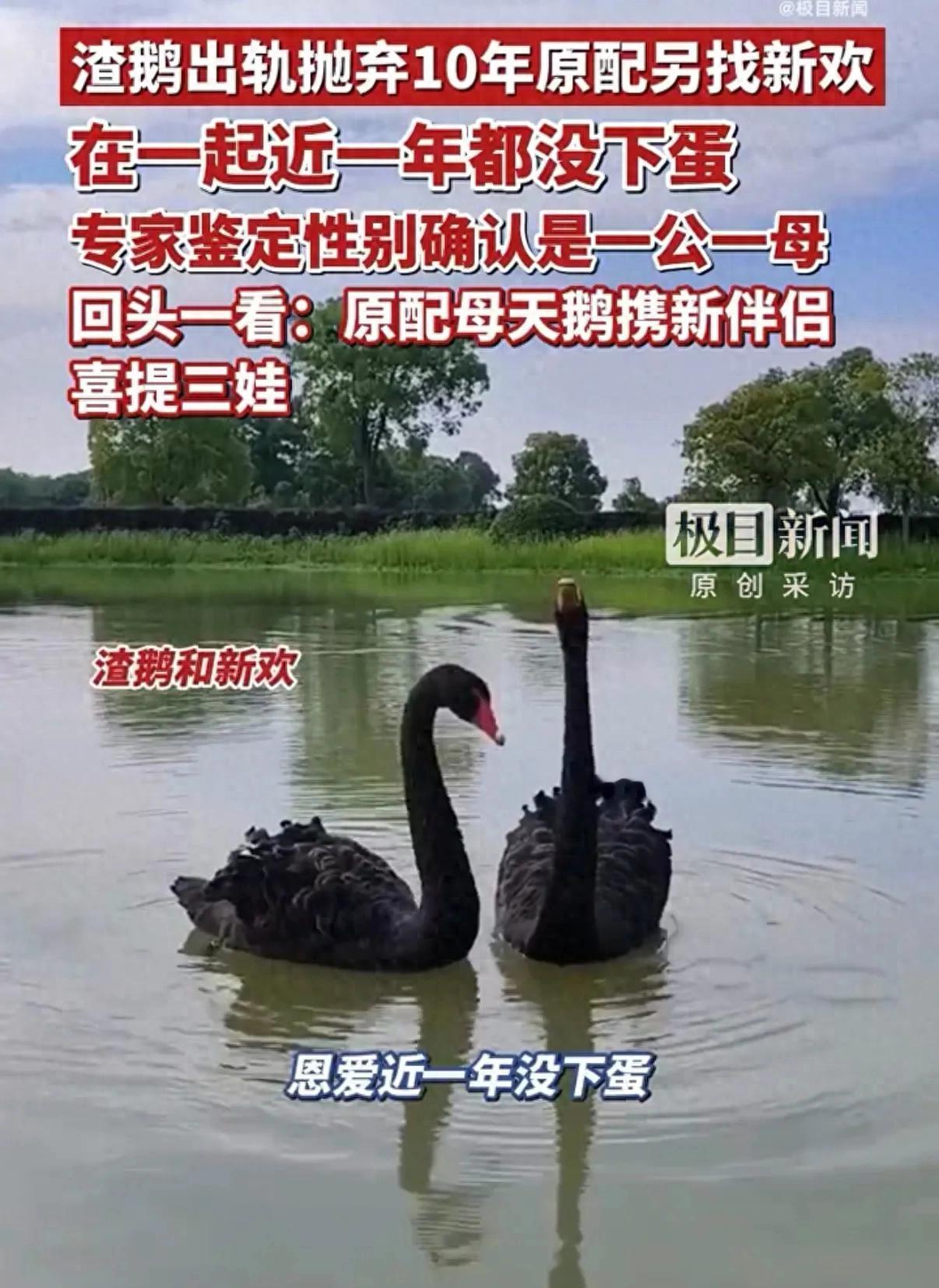 “笑不活了！”湖北武汉，一对黑天鹅相守10年，可一只新天鹅来到后，公天鹅开始移情