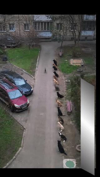 一只猫咪大摇大摆的过马路，令人惊讶的是，旁边十几条恶犬竟然一只只地向它鞠躬
