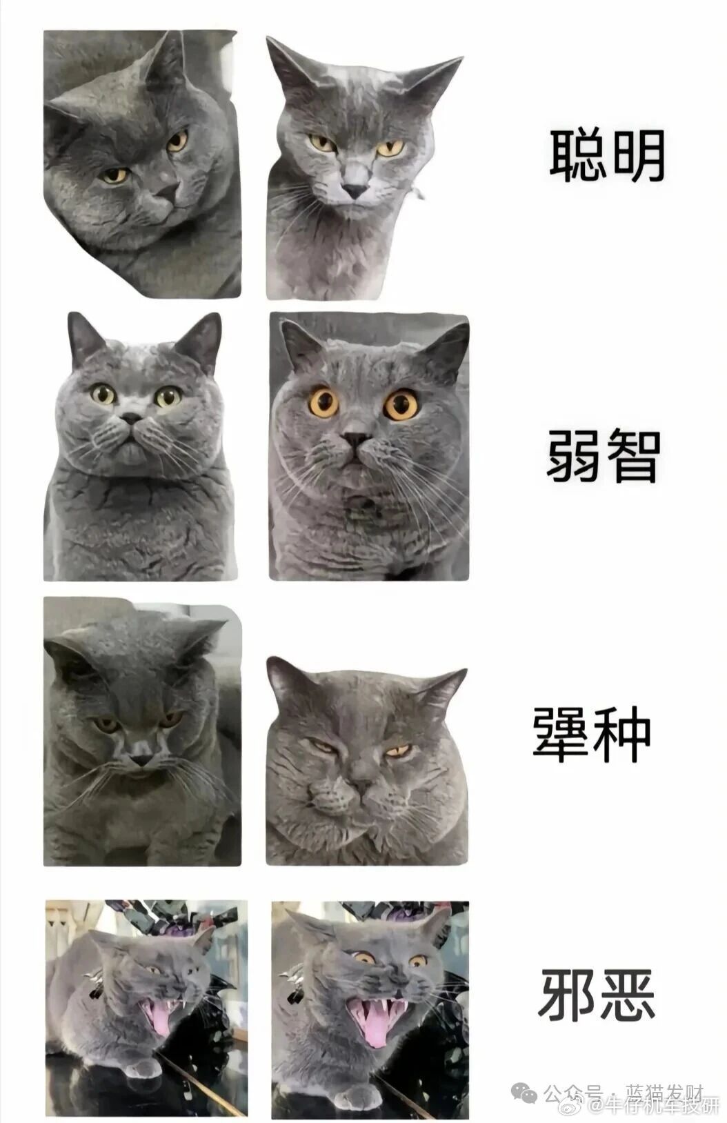 我看我们家shirly猫，眼神一直都是很清澈的！