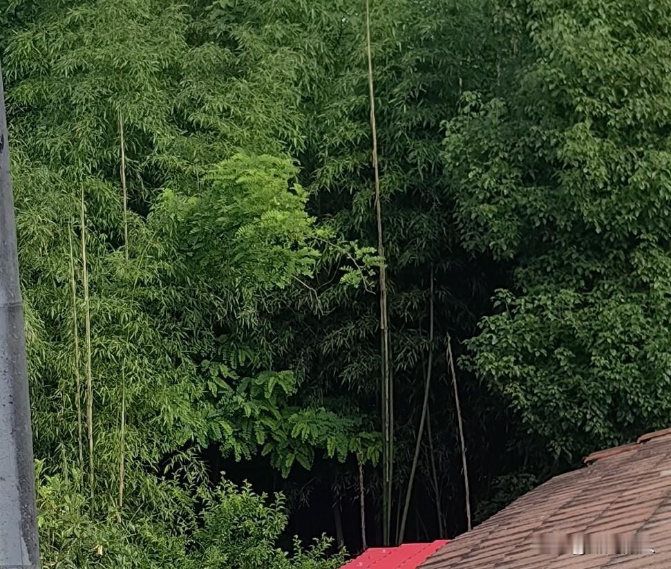 今年的竹笋都长到竹子高了，还不到一个月的时间，真的是难以置信，开枝散叶后它再不长