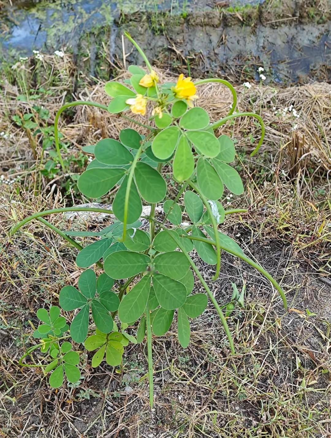 娃要是摔了一跤，你会立刻去扶吗？这事儿真让多少当爹妈的愁得睡不着觉！昨天在咱