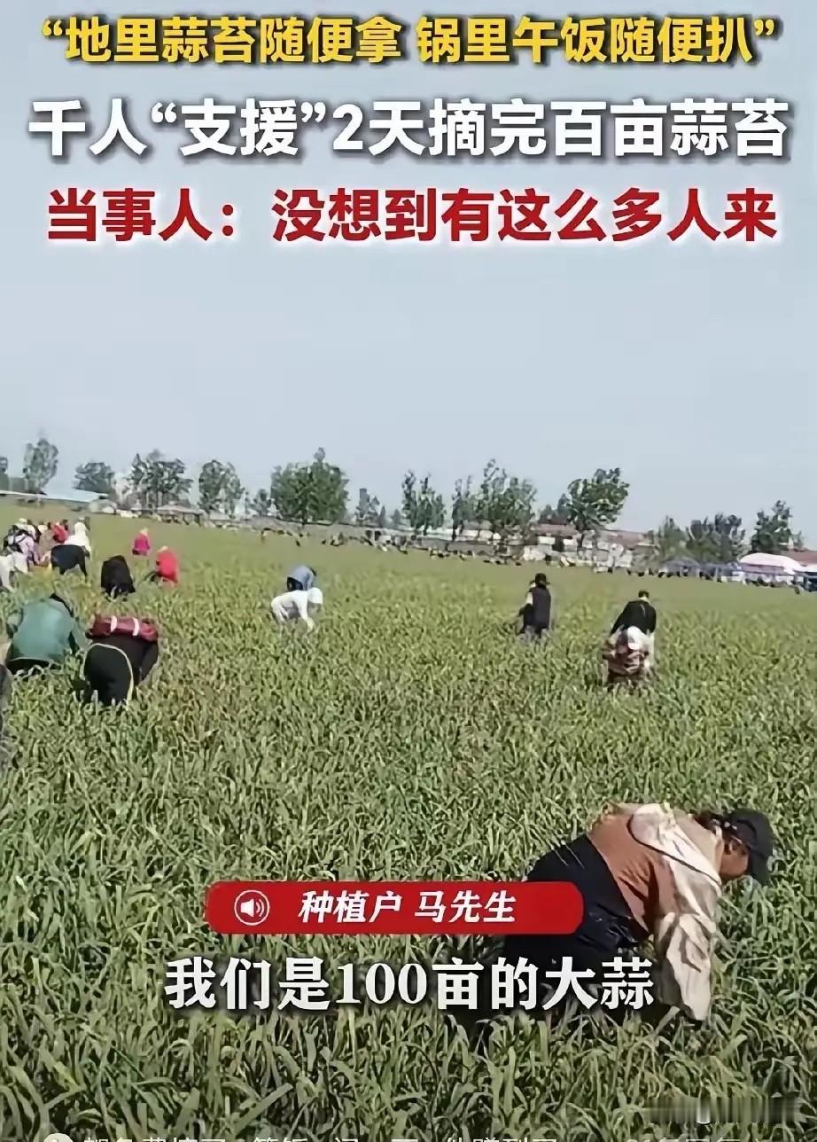 地里的蒜薹随便拿，锅里的午饭随便扒！徐州农民马先生用一锅“免费饭”请来上千人，两