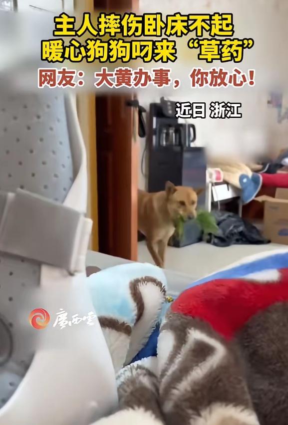 “不愧是老祖宗严选”！2026年4月初，浙江一男子摔伤卧床，他家的大黄狗竟从野外
