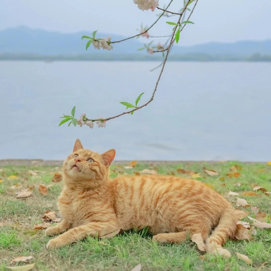 慵懒的猫咪