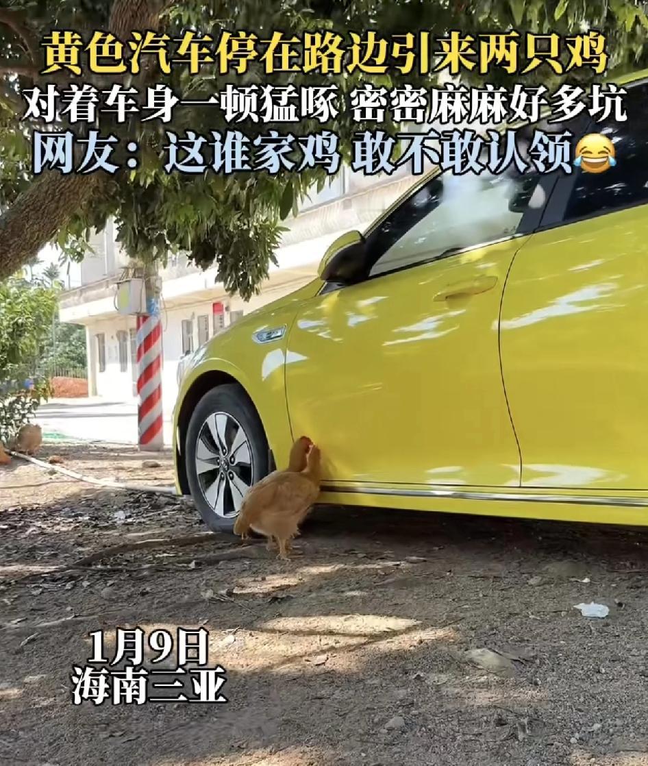 海南三亚一辆黄色汽车停在路边，引来了两只鸡，一顿对着车门猛啄。车身密密麻麻好多坑