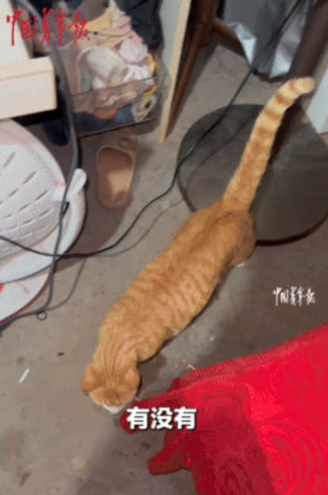 “这样的小猫不多了！”重庆，邻居家闹老鼠，借用女子家的狸花猫，不料，困扰邻居好几