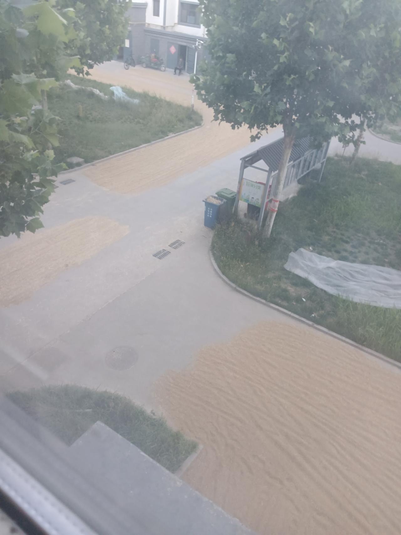 你那里的小麦开始收了吗？多少钱一亩啊？家里的小麦熟了开始收割了，今天听见邻村的大