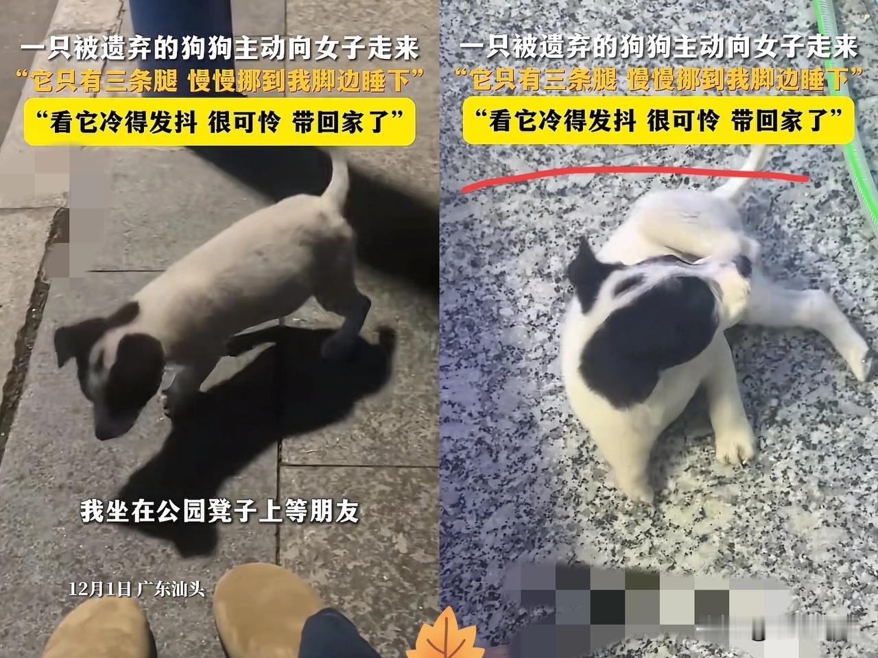 “解释不清了！”广东汕头，李女士坐在公园的椅子上等朋友。一只黑白花纹的小狗忽然一