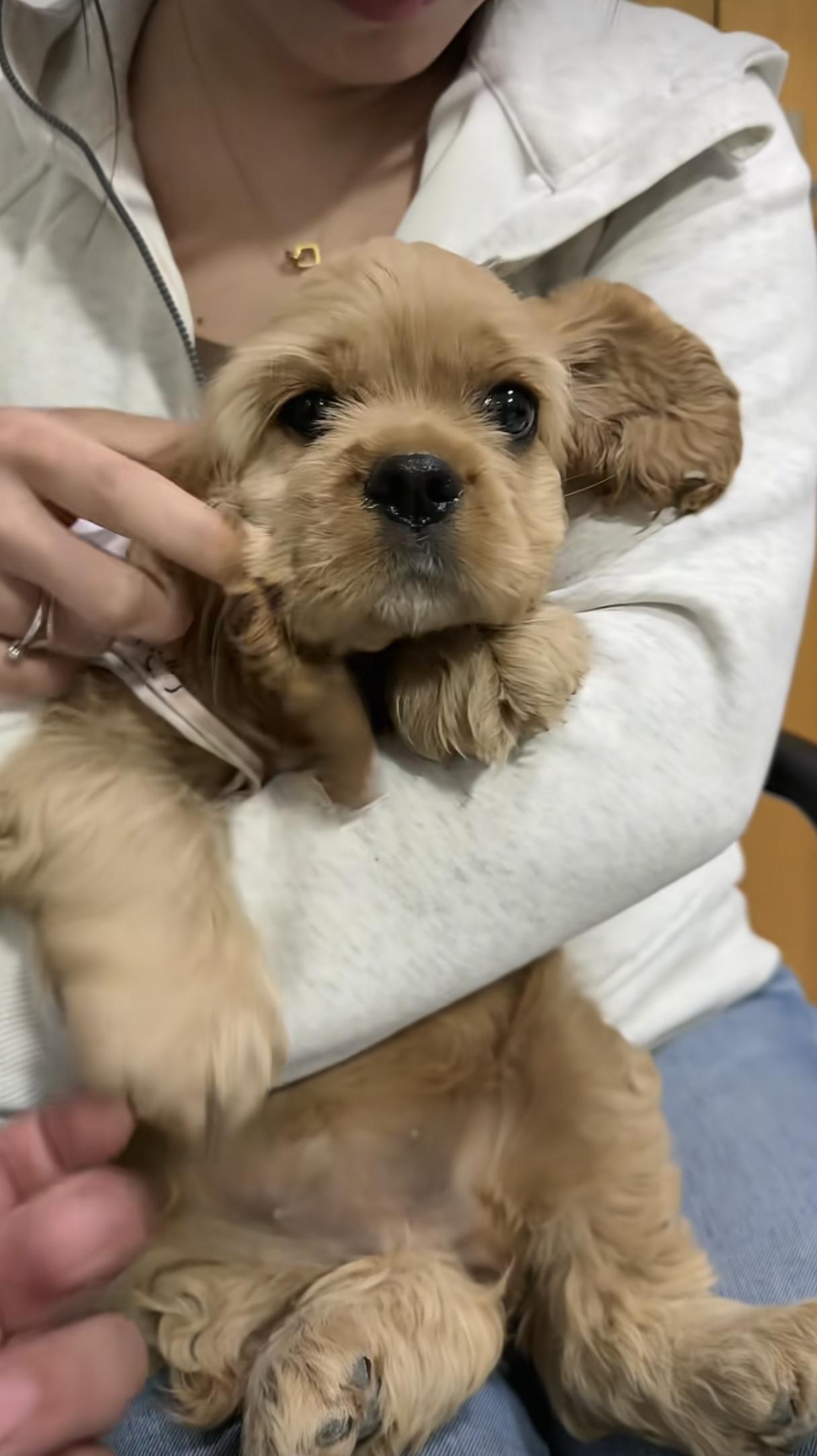 秦皇岛逃单偷狗女子已被找到！万先生透露：狗狗在23日晚已经被平安找回，偷狗女子正