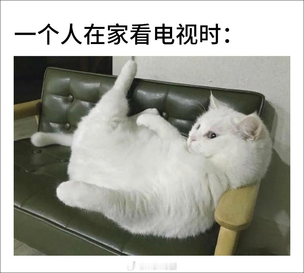 随机猫meme📸猫meme​​​