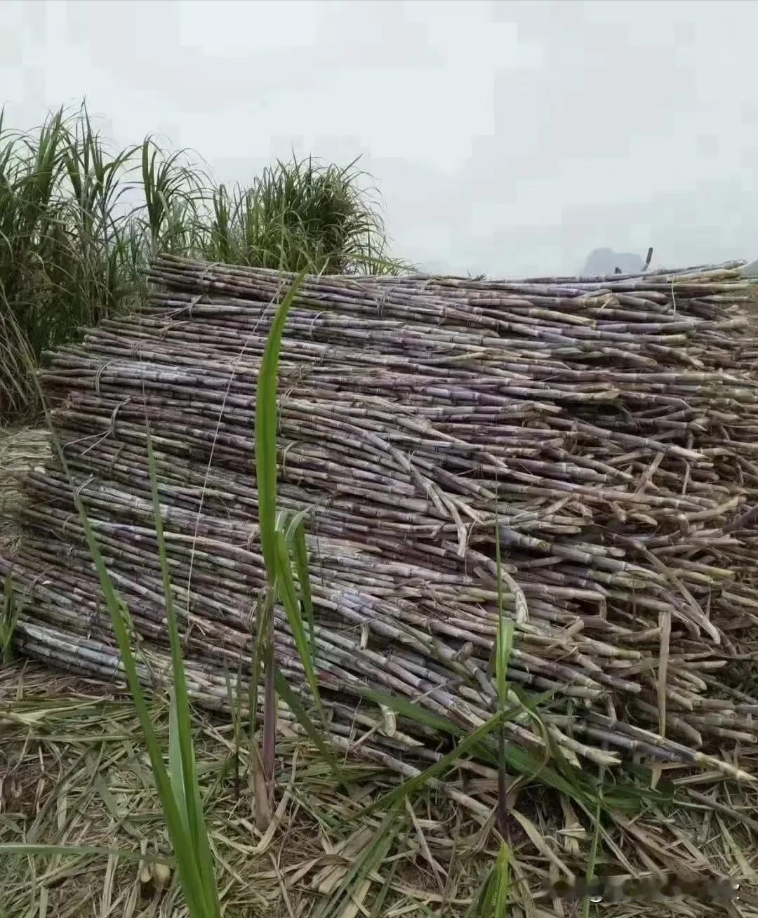 广西的经济怎么样，我个人的看法是，经济不太好，二线的城市三线的工资，就南宁来说房