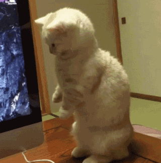 猫猫：你别老吐光盘，也吐点猫粮什么的​​​