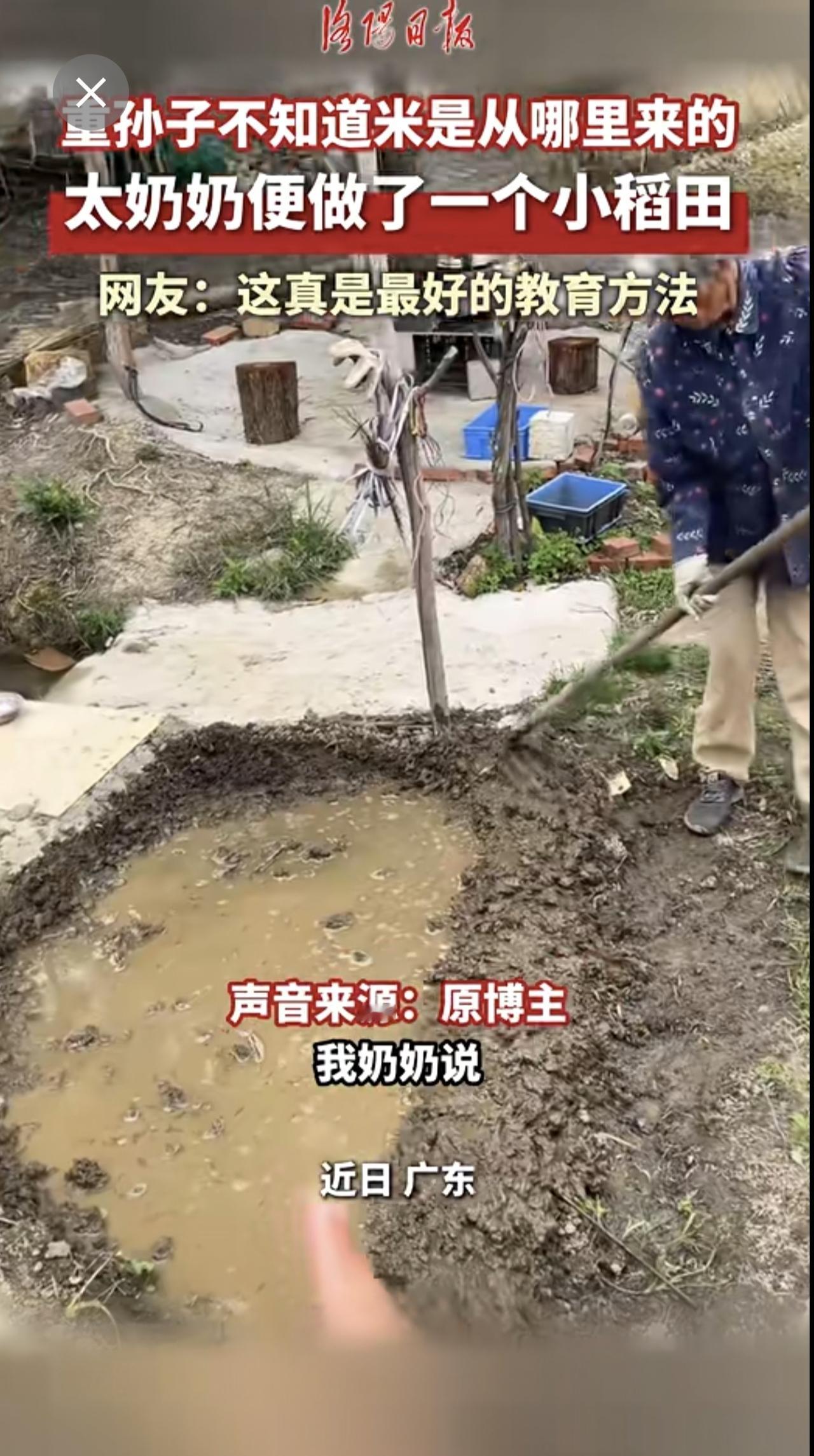 重孙子不知道米是从哪里来的，太奶奶便做了个小稻田