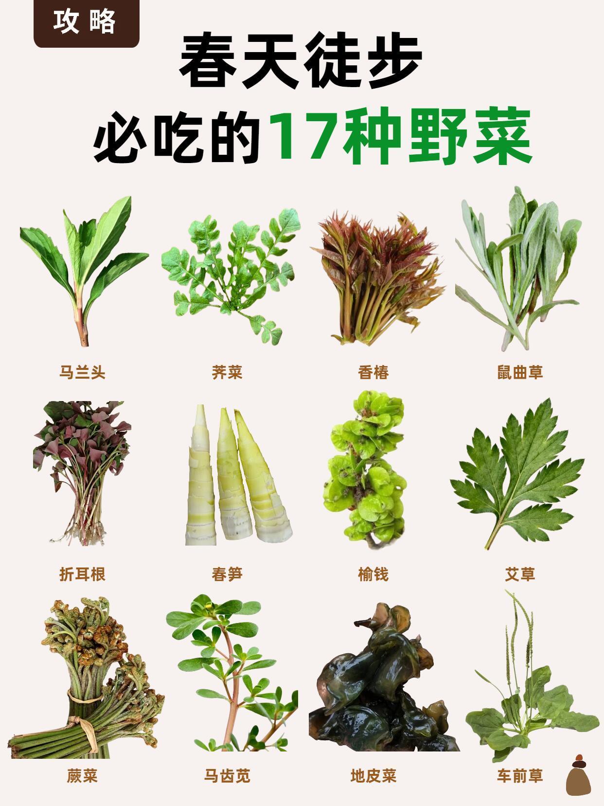 春天到户外常见的17种野菜，你吃过几种？