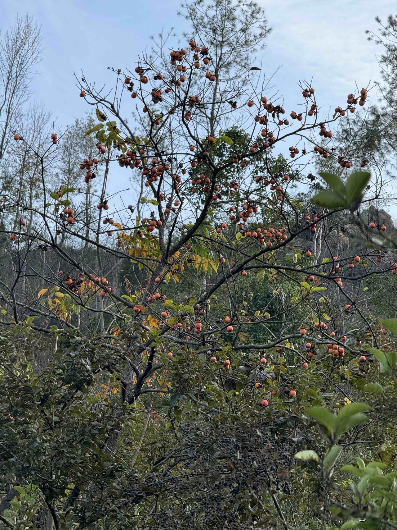 在山里碰到满树野柿子。那画面，简直绝了，红彤彤的柿子像小灯笼，和翠绿的叶子相互映