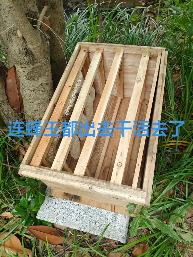 哦嚎 连蜂王都出去采蜜去了
