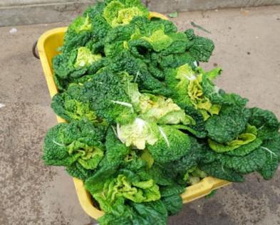 集市上营养丰富的“黄心菜”只有人看没人要