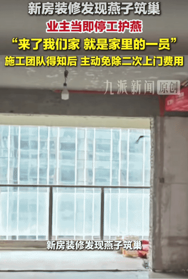暖心！湖北武汉，新房装修，业主发现燕子筑巢。没想到，业主停工护燕。业主说:“来