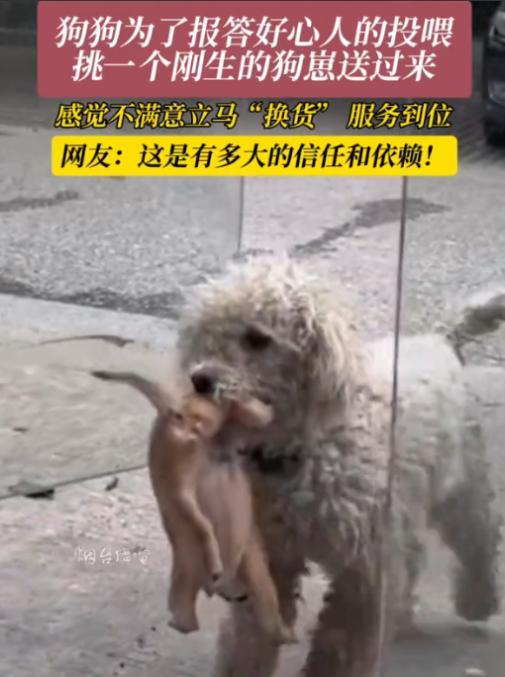 “太有灵性了！”6月22日江苏，女子开店时看到附近有一只流浪狗，没事就会投喂一些