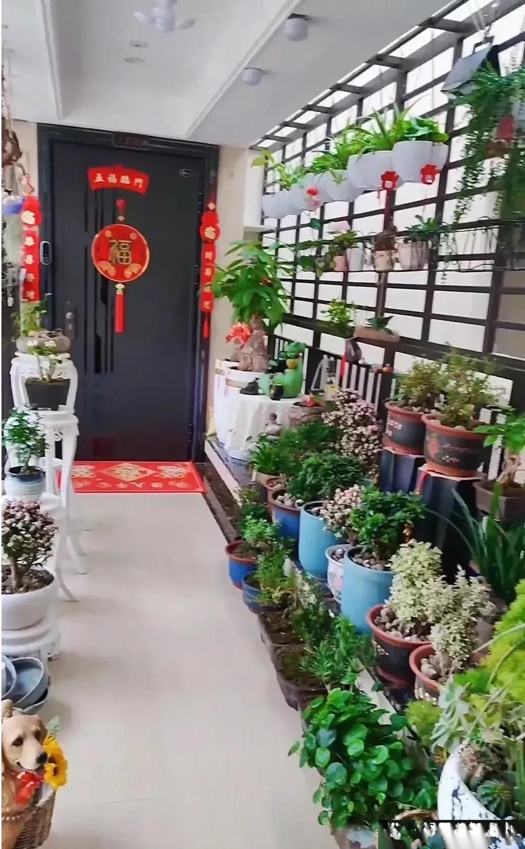 邻居把连廊布置成了小花园，遇上这样的邻居，我不用出钱就可以赏花了，真不错！比起那