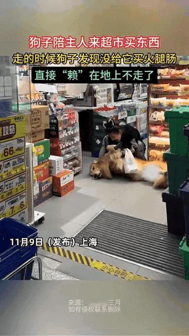 狗子陪主人逛超市，临走发现没买火腿肠，反应直接亮了——当场“赖”在地上纹丝不动