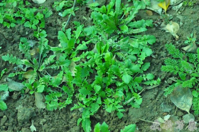 野菜有很多种，这几种是最好吃的。春暖花开时节，去野地走走，采摘