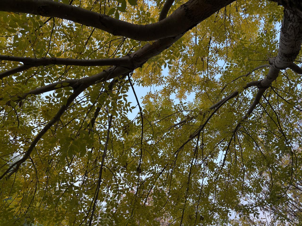 这是北京西山国家森林公园的南山坳里的金槐，美丽多彩的树叶配着蔚蓝天空，美不胜收！