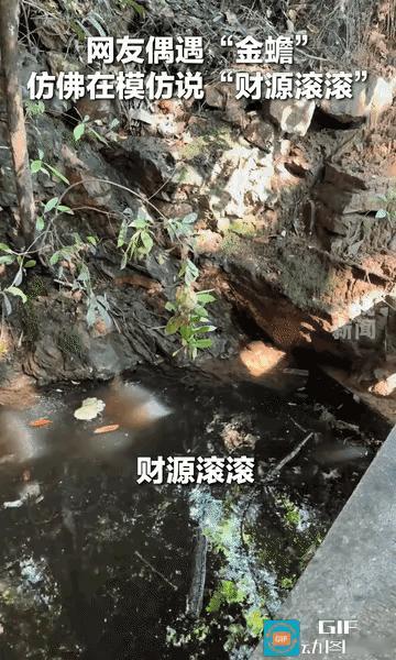 “这谁解释的清啊？”怪不得那么多人佩戴金蟾！女子在溪边偶遇一只金蟾，于是对着金