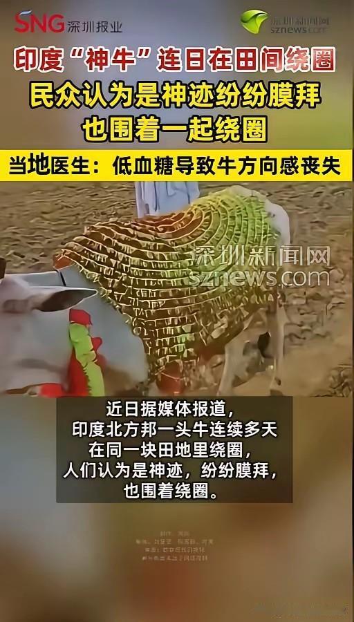 印度北方邦一头大白牛在地里转了七天七夜。几千人赶来磕头，说是神明显灵。兽医检查后