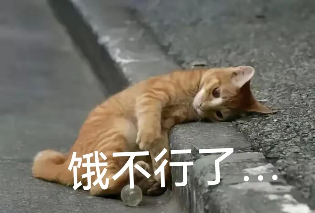 可怜！这只流浪猫饿的快不行了…现在的流浪猫越来越多，根本救助不过来，该怎么解决