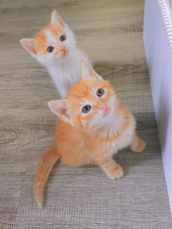 人老了住儿子家还是闺女家，这事儿还真不好说。住儿子家，符合传统，跟孙辈亲近方便