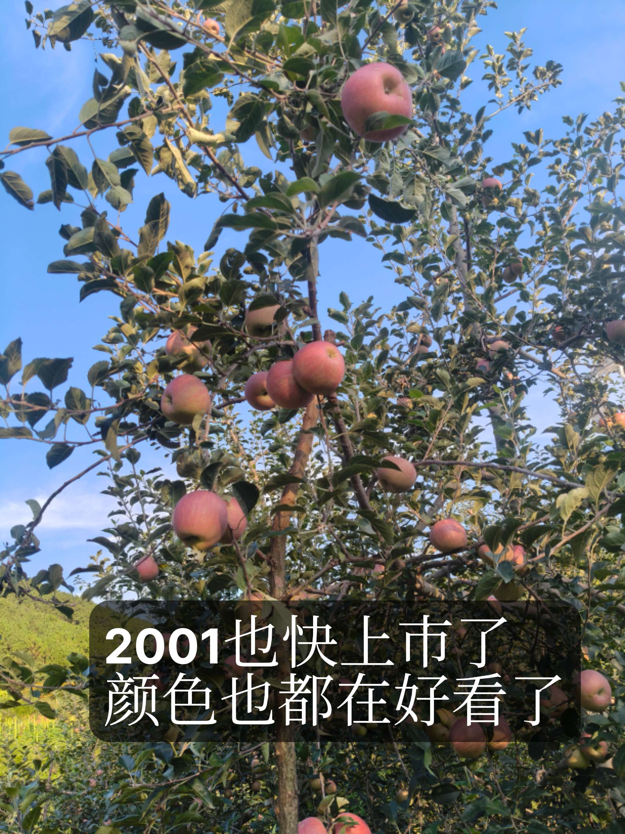 #助农水果种植🍎枝头挂满"红脸蛋"！2001苹果憋足劲儿要上市啦～这波新鲜必须冲！