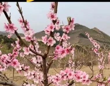 耕田种地犁岁月=日落蟾升过红尘。