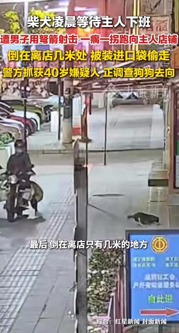 养过狗的人都清楚，狗狗的忠诚真的特别纯粹。它不懂疲惫，也不会抱怨等待，只会安安静