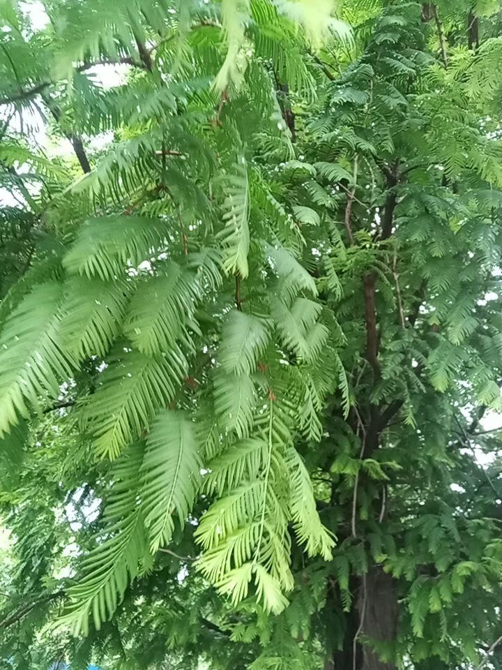 被失眠折磨的不成样子，几近于崩溃。有人向我建议喝羊奶治疗失眠，我不知道这个方法是