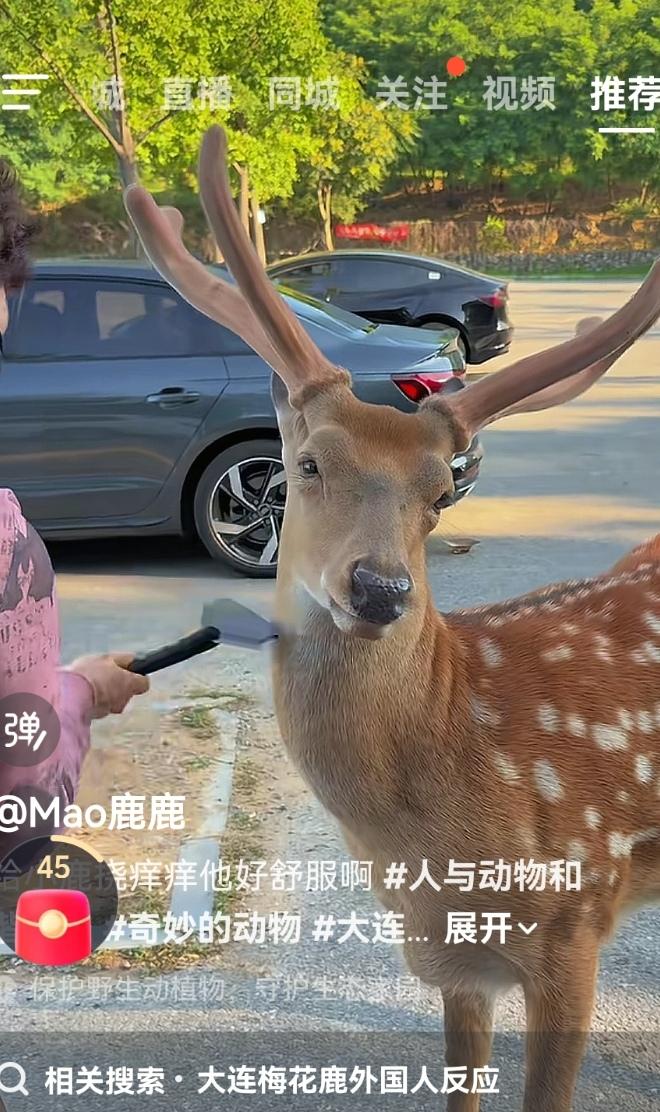它为什么100%地信赖外地游客？这是大连的“爷”，走在大连的任何地方，