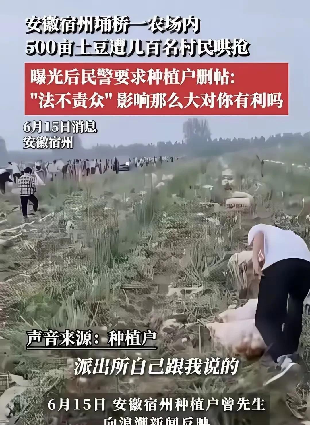 家人们在2025年6月15日安徽宿州村民乌秧秧的一下子进到土豆地里疯抢土豆！大