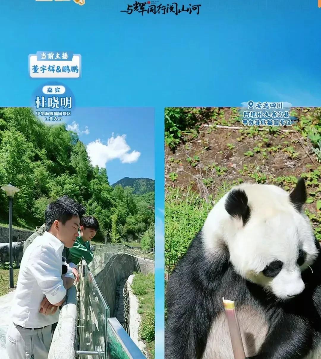 《与辉同行》四川行的最后一天，董宇辉带我们来到九寨沟甲勿海熊猫景区，跟着工作人员