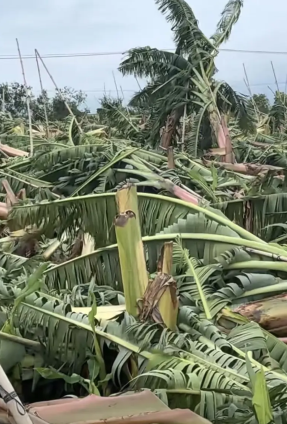 朋友的500亩香蕉基地，就这样被吹掉了，损失至少200W，他说如果蝴蝶台风不来，