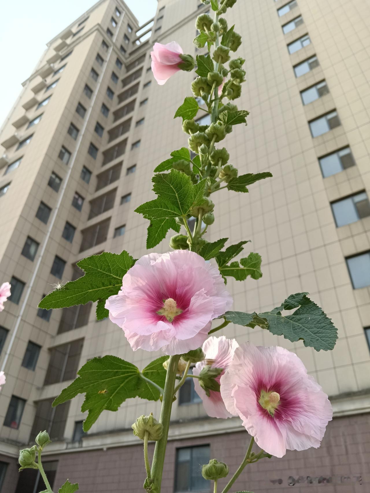 无法解释的玄学，狠狠记住，1.第一:八十八，九十九，不要大肆操办。2.第