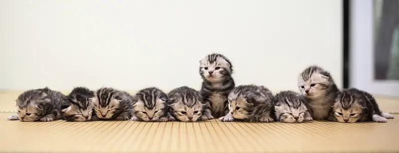 最近河北邢台威县一快递站旁，超百只幼犬幼猫的遭遇太让人气愤了。商家想快递它们，却